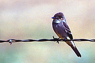 <span class="mw-page-title-main">Greater pewee</span> Species of bird