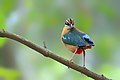 Image 56The Indian pitta (Pitta brachyura) is a passerine bird native to the Indian subcontinent. It inhabits scrub jungle, deciduous and dense evergreen forest. The pictured specimen was photographed at Bhawal National Park. Photo Credit: Md shahanshah bappy