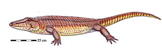 <i>Jarilinus</i> Extinct genus of tetrapodomorphs