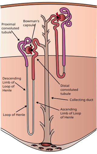 <span class="mw-page-title-main">Nephron</span> Microscopic structural and functional unit of the kidney