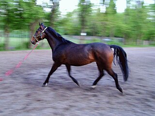 <span class="mw-page-title-main">Malopolski</span> Breed of horse