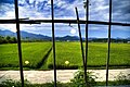 한국어: 담양의 논 English: Rice paddy field in Damyang. Jeollanam-do is home to the warmest weather on the peninsula, which helps to produce large amounts of agricultural produce.