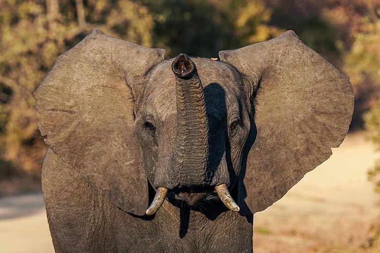 Молодой самец саванного слона (Loxodonta africana) переходит дорогу в национальном парке Кафуэ