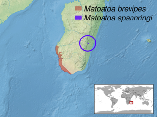 <i>Matoatoa</i> Genus of lizards