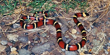 Mexican Milksnake