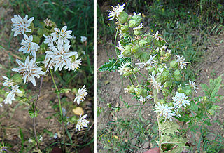 <i>Moscharia</i> Genus of flowering plants