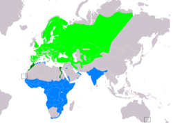 Distribución de Motacilla flava      Área de cría.     Área de ocupación permanente.     Área de invernada.