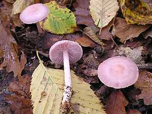 Mycena rosea