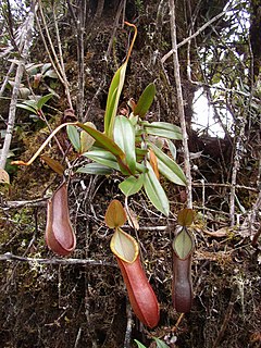 <i>Nepenthes tentaculata</i> species of plant