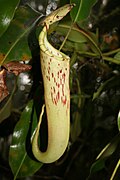 Nepenthes chaniana