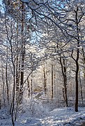 New snow on young oaks in Tuntorp