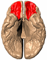 Human brain bottom view. Orbital gyri shown in red.