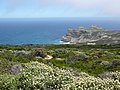 An example of fynbos, seen at Cape Point.