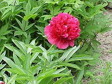 Vaistinis bijūnas (Paeonia officinalis)