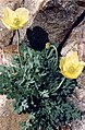 Papaver nudicaule