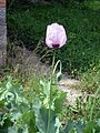 Daržinė aguona (Papaver somniferum)