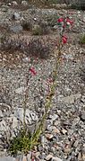 Penstemon utahensis