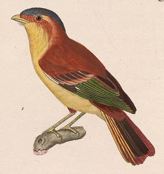 <i>Piprites</i> Genus of birds