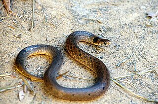 <i>Plagiopholis</i> Genus of snakes