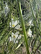 Plumeria filifolia