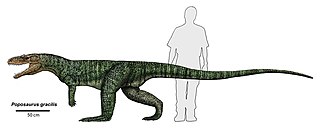 <span class="mw-page-title-main">Poposauroidea</span> Extinct clade of reptiles