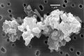 Image 39Porous chondrite dust particle (from Cosmic dust)