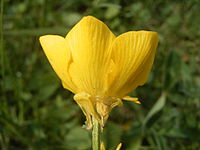 Ranunculus bulbosus