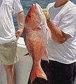 Red snapper catch.jpg