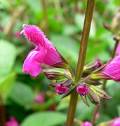 Salvia chiapensis