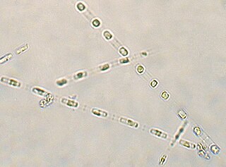 <i>Skeletonema</i> Genus of single-celled organisms