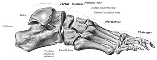 <span class="mw-page-title-main">Sinus tarsi</span> Section of the hindfoot