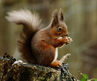 <span class="mw-page-title-main">Red squirrel</span> Species of tree squirrel common in Europe and Asia