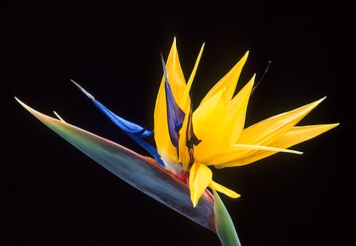 Bird of paradise flower