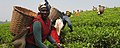 Image 44Tanzanian women harvesting tea leaves (from Tanzania)