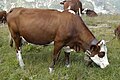 Abondance (cattle)