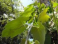 Vitis girdiana