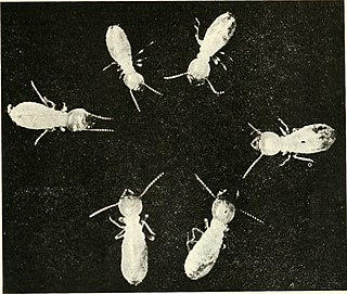 <i>Reticulitermes tibialis</i> Species of termite