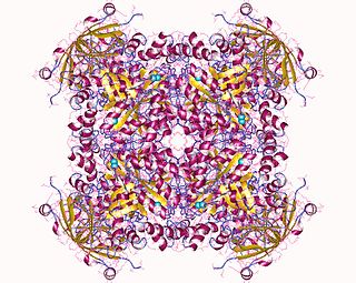 X-Pro dipeptidase class of enzymes