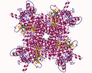 HCN1 Protein-coding gene in the species Homo sapiens