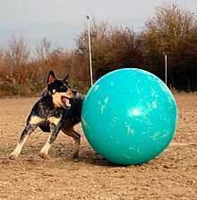 ACD Silverbarn's Mayumi.jpg