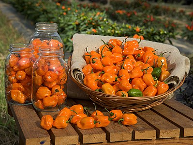 TigerPaw-NR, a type of habanero pepper