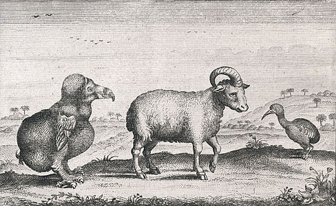 El dibuix de Pieter van den Broecke de 1617 d'un dodo, una ovella d'una sola banya i un rascló rogent; després que el dodo s'extingís, és possible que els visitants l'hagin confós amb el rascló rogenc