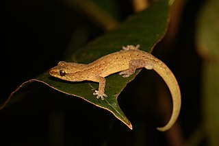 <i>Bavayia</i> Genus of lizards