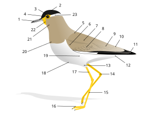 <span class="mw-page-title-main">Glossary of bird terms</span> Glossary of common English language terms used in the description of birds