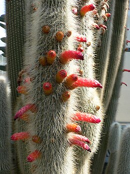 Baltapūkis slėpulis (Cleistocactus strausii)