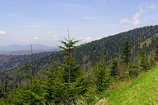 <span class="mw-page-title-main">Southern Appalachian spruce–fir forest</span> Ecoregion of the southern Appalachian Mountains of the eastern United States