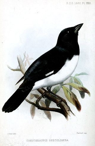 <i>Conothraupis</i> Genus of birds