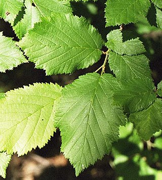 <i>Corylus cornuta</i> Species of tree