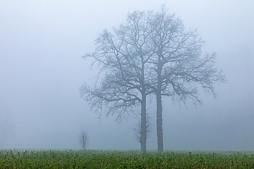 Dülmen, Leuste, Bäume im Nebel (2020) (id)