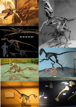 <span class="mw-page-title-main">Deinonychosauria</span> Extinct clade of dinosaurs